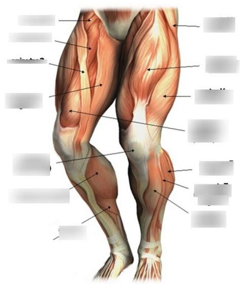 Anatomy- Leg Muscles Diagram | Quizlet