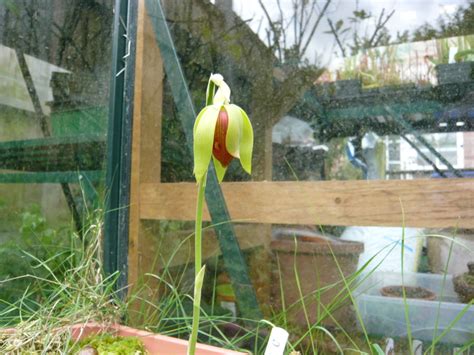 Darlingtonia Californica flower - Members Gallery - Carnivorous Plants UK