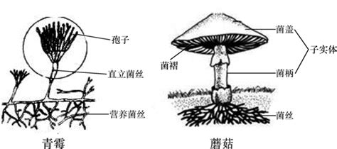 初中生物知识结构图 - 知乎