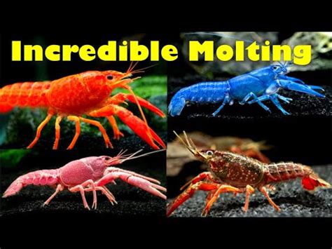 Amazing Crayfish Molting Caught On Camera! - YouTube