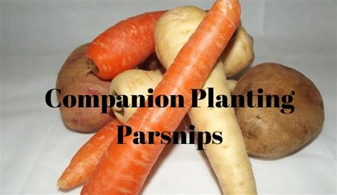 Companion Planting Parsnips - Growing Guides