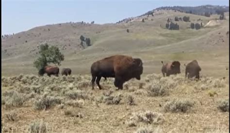 Yellowstone Bison Gored in Intense Fight Dies And has To Be Moved