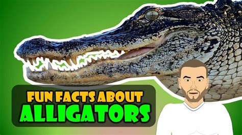 We have our Top 5 Alligator Facts for Kids! https://youtu.be/PATHYIkD4WU #edchat #homeschool ...