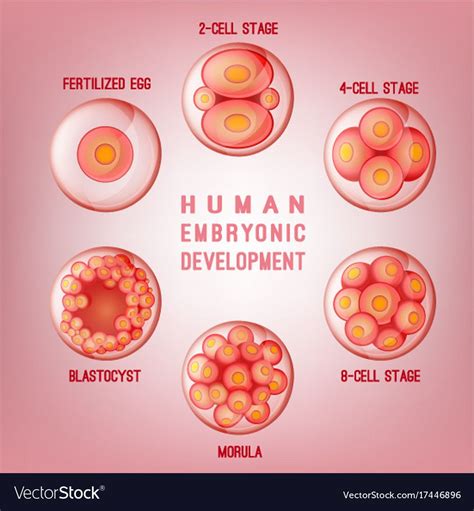 Embryo development image. Human fertilization scheme, the phases of embryo development in the ...