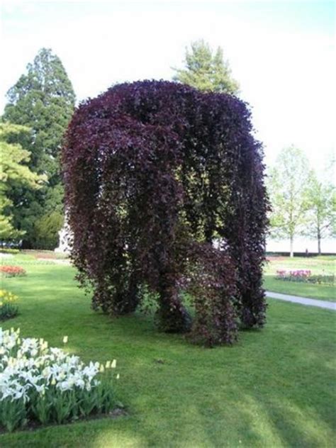 Weeping European Purple Leaf Beech Tree Seeds 10 Count