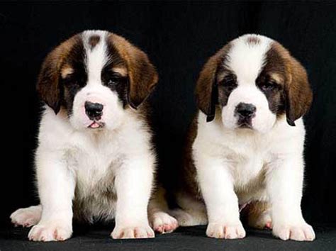 St Bernard Puppies Pet Dogs, Dog Cat, Doggies, Pets, Cute Puppies, Dogs ...