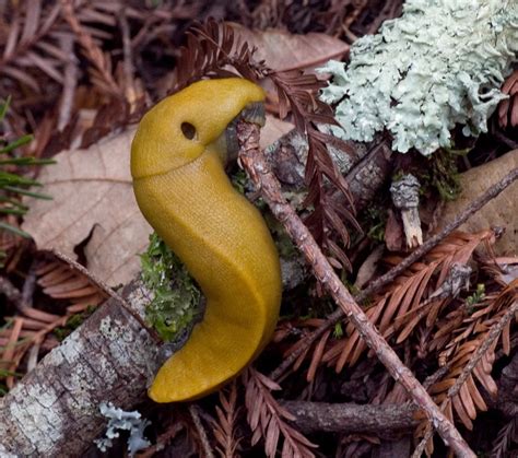 AVCR8TEUR'S PHOTO BLOG: Banana Slugs