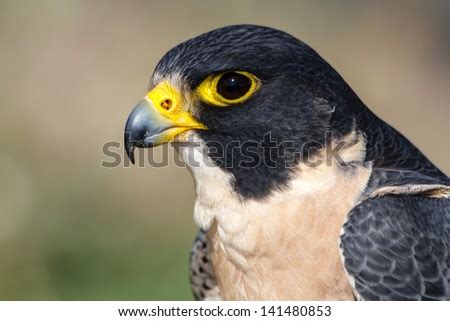 Close Up Profile Of A Peregrine Falcon Eyes And Beak Sitting In A Tree ...