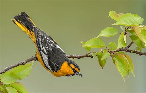 Bullock's Oriole - ID, Facts, Diet, Habit & More | Birdzilla