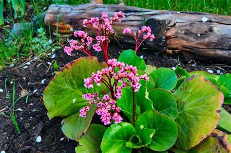 The 23 best Bergenia varieties for the home garden