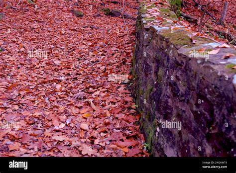 Tyler State Park in fall Stock Photo - Alamy