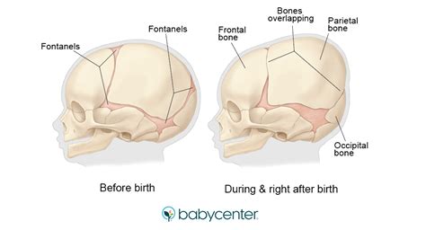 How many bones are babies born with? | BabyCenter