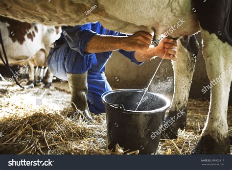 Cow milk : 256 829 photos et images de stock | Shutterstock