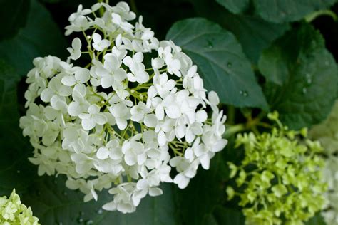 Should You Prune Annabelle Hydrangeas? (Care Tips and More) - Dengarden