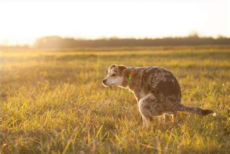 What Are The Side Effects of Deworming Dogs? Here's What Vets Say - Dog Discoveries