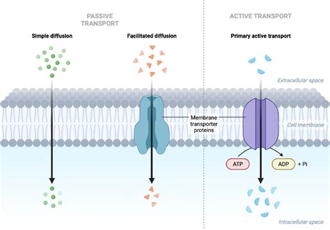 Different Types of Membrane Transport | BioRender Science Templates