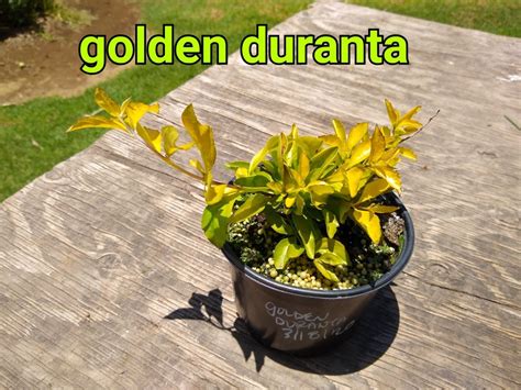 Golden Duranta | ESP Nursery