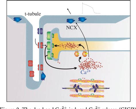 Function of t tubules