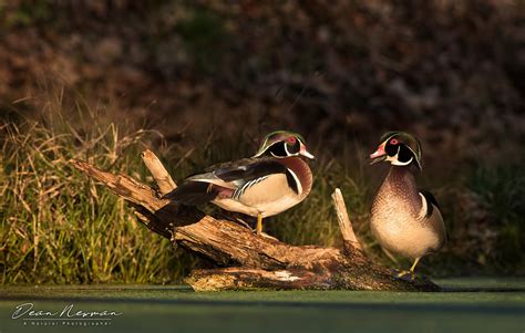 Wood Duck Hen with Drake in Background - Dean Newman Photography