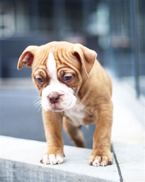 Red | Old english bulldog | Puppy | American bulldog puppies, Old english bulldog puppies, Old ...