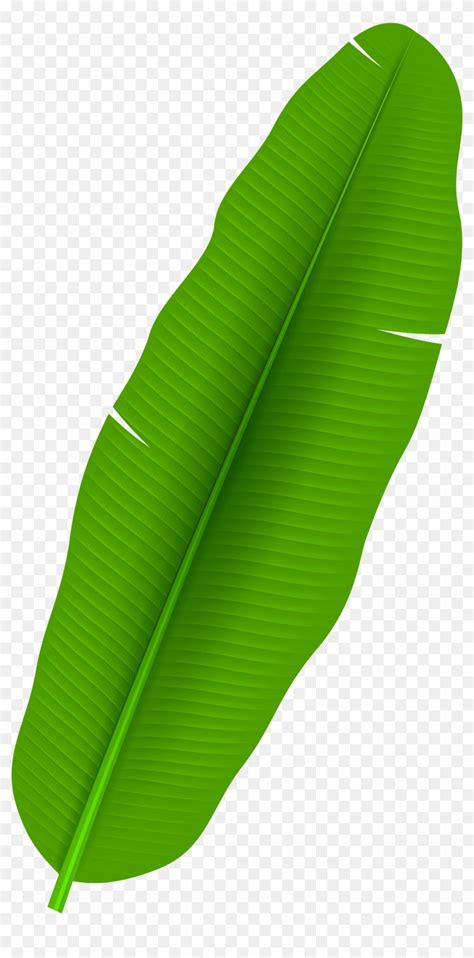 Round Shape Banana Leaf - Buy Fresh Banana Leaf,Plantain Leaf,Onam ...