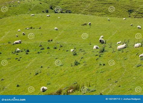 Sheep in New Zealand stock image. Image of pasture, lamb - 103109713