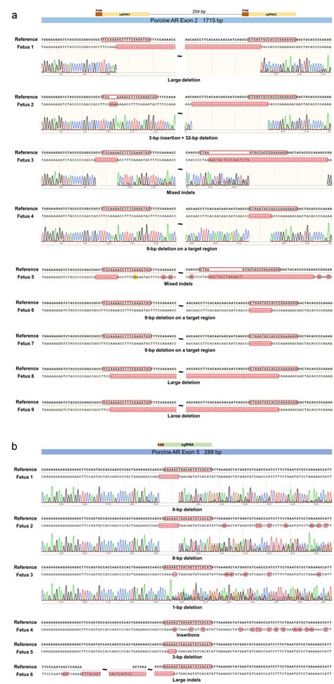 Sequences of 22–25 d fetuses edited at Exon 2 (a) or Exon 5 (b). Top... | Download Scientific ...