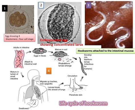 Hookworm: Introduction, Morphology, life cycle, mode of infection