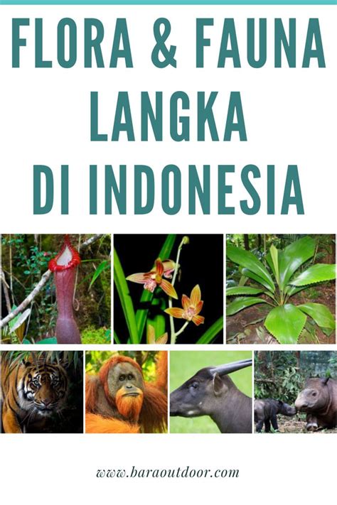 Flora dan Fauna Langka di Indonesia | Flora, Orangutan, Tanaman obat