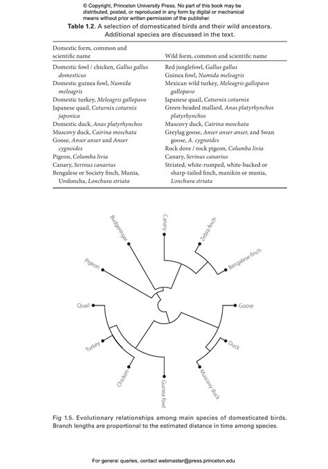 The Process of Animal Domestication | Princeton University Press