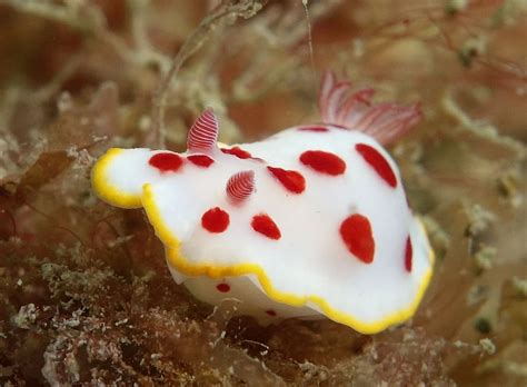 The species of this colorful sea slug is Goniobranchus splendidus ...