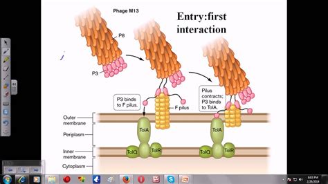 Attachment and entry of M13 phage - YouTube