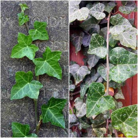 Growing English ivy Plant (Hedera helix) - A Full Guide | Gardening Tips