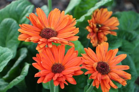 Gerbera Daisy - Orange