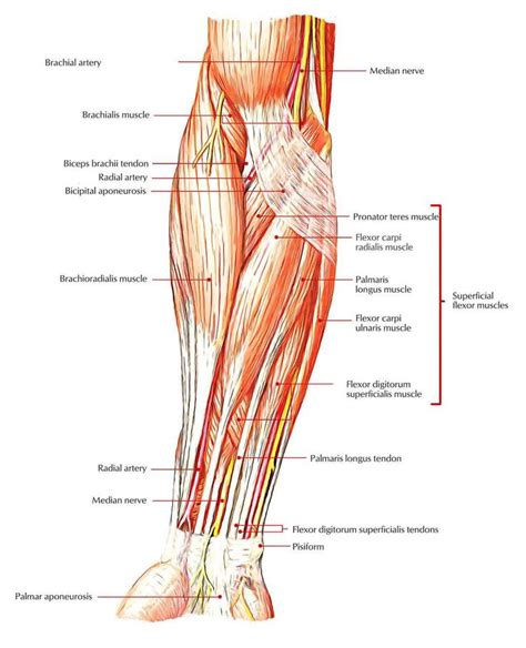 ‪The Flexor Carpi Ulnaris and Pronator Teres muscles (+others) must be strong because they ...