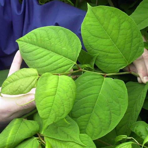 Japanese Knotweed Leaf Identification