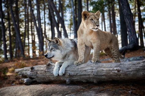 Le loup et le lion : amitiés en péril - Pieuvre.ca