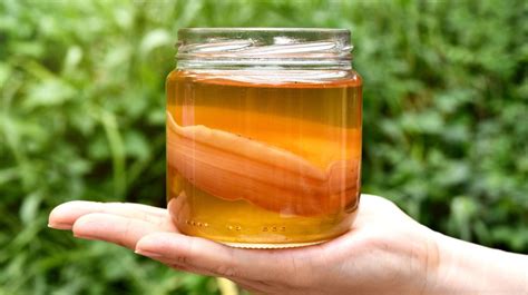 Kombucha SCOBY - Probiotic & Non-alcoholic - Arishtam India