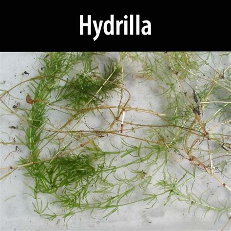 Hydrilla - Alberta Invasive Species Council