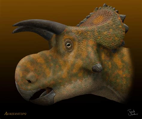 Avaceratops. by Frank-Lode on DeviantArt