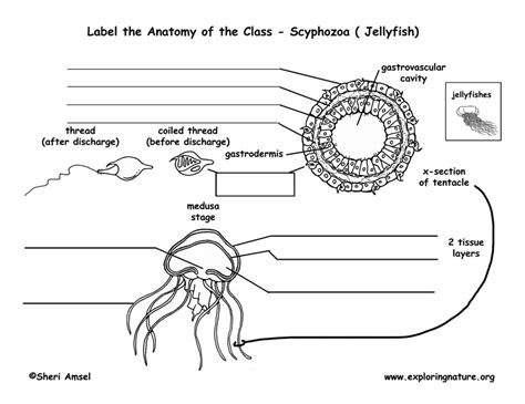 Class - Scyphozoa (Jellyfish)