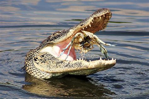 Alligator Catching And Cracking A Blue Crab by Paulette Thomas