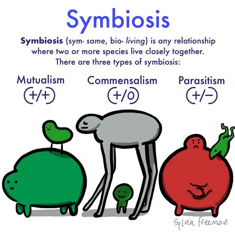 4 Types Of Symbiosis