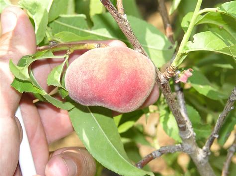 Xtremehorticulture of the Desert: My Peach is Not Sweet But I Got Lots ...