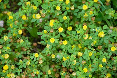 Trifolium campestre (Low hop clover)