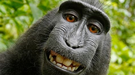 'Monkey Selfie' Lawsuit Ends With Settlement Between PETA, Photographer : The Two-Way : NPR