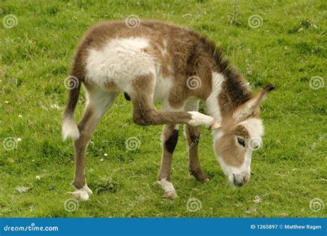 Baby Donkey Royalty Free Stock Photography - Image: 1265897