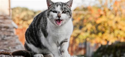 Understanding Cat Meowing: Causes, Communication - Petzooie