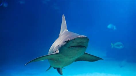 Best Shark Names | Cute and Funny - EXOtella