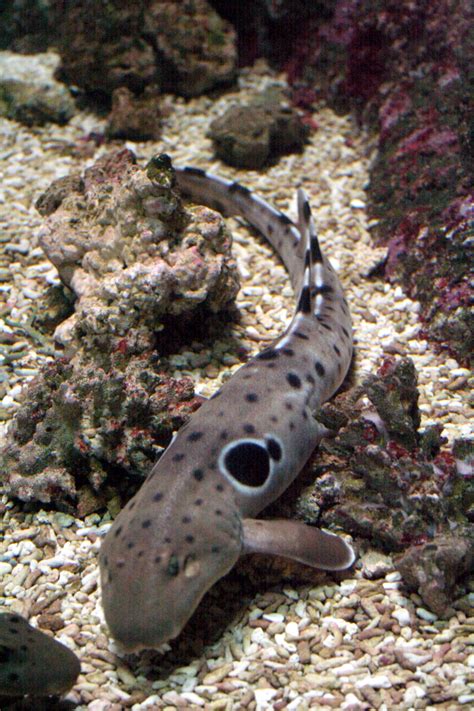 Epaulette shark - Wikipedia